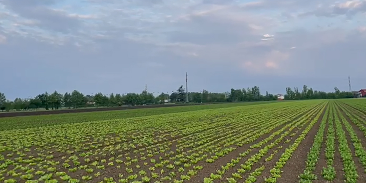 L'Insalata dell'Orto mette a dimora 4 milioni di piantine di insalate adulte